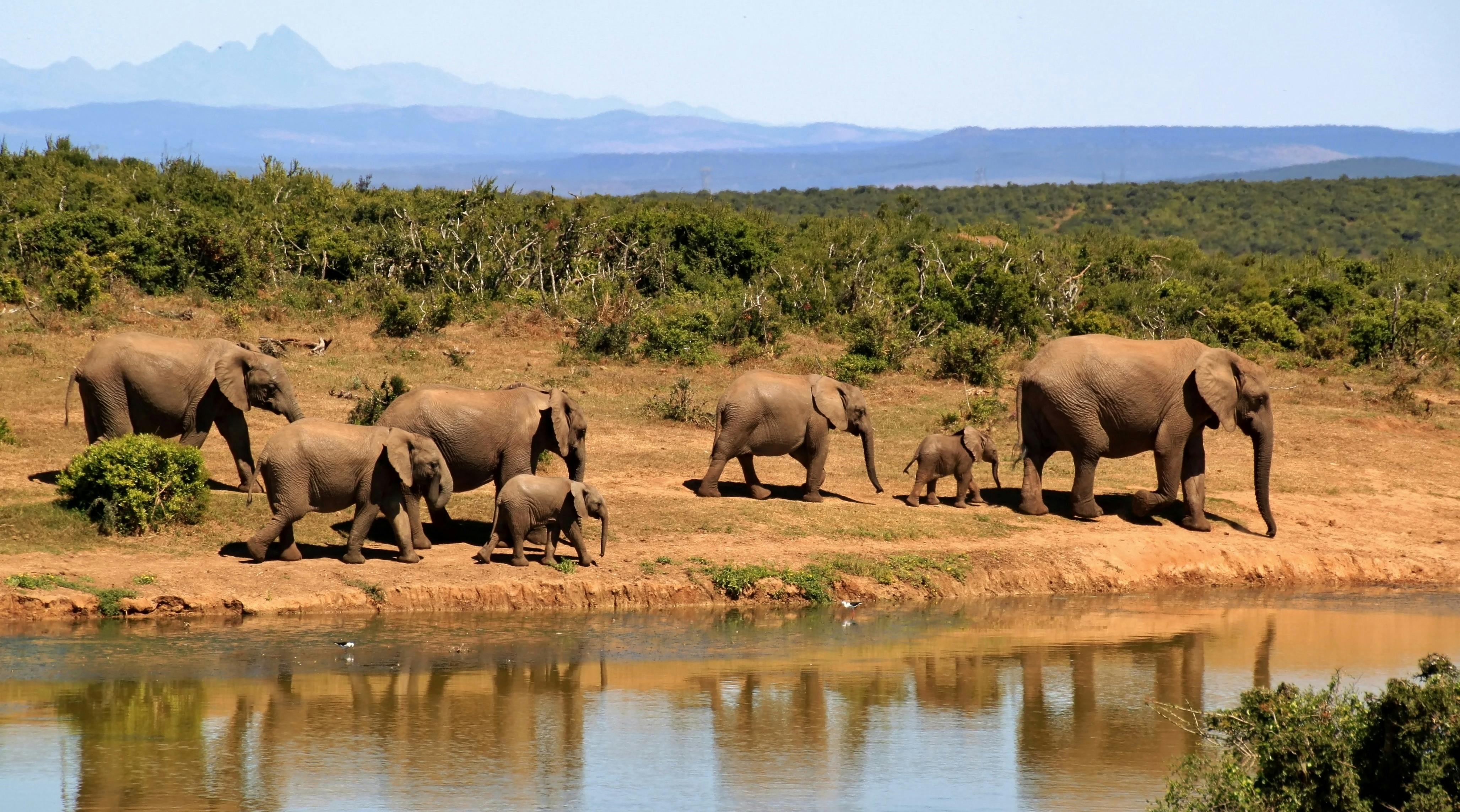 Serengeti
